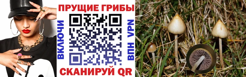 мега рабочий сайт  Сенгилей  Галлюциногенные грибы мицелий 